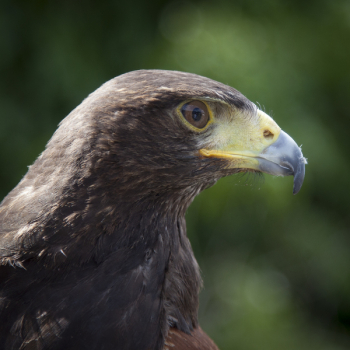 Black and Green Bird Tilt Shift Lens Photograph Black and Green Bird Tilt Shift Lens Photograph