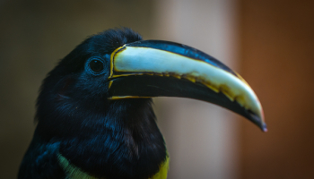 Black and Grey Toucan Black and Grey Toucan