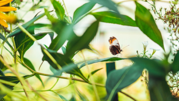 Black and Multicolored Butterfly Black and Multicolored Butterfly