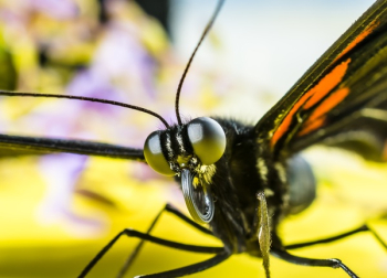 Black and Orange Butterfly Black and Orange Butterfly