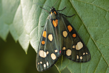 Black and Orange Butterfly Black and Orange Butterfly