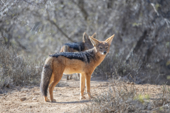 Black and Red Fox Standing on Dirt Road Near Trees