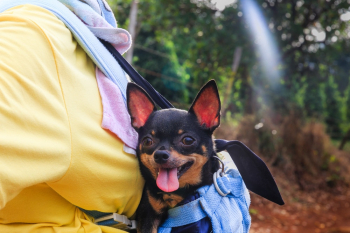 Black and Tan Chihuahua Black and Tan Chihuahua