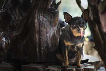 Black And Tan Chihuahua Sitting Black And Tan Chihuahua Sitting