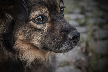 black and tan German Shepherd puppy black and tan German Shepherd puppy