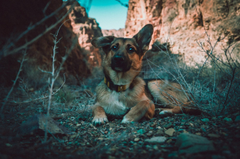 Black and Tan German Shepherd Puppy Sitting on Rocks Black and Tan German Shepherd Puppy Sitting on Rocks
