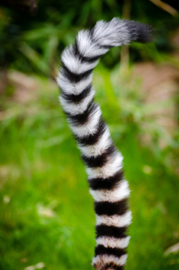 Black and White Animal Tail Black and White Animal Tail