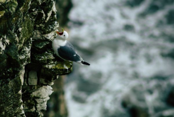 black and white bird on rock black and white bird on rock
