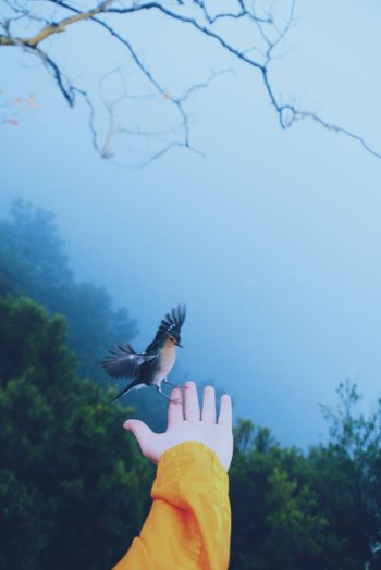 black and white bird perching on human hand black and white bird perching on human hand