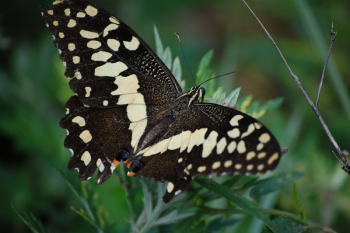 Black and White Butterfly on Leaf Black and White Butterfly on Leaf