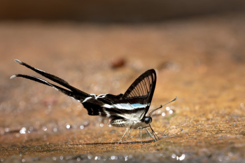 Black and White Butterfly on Sand Black and White Butterfly on Sand