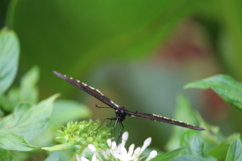 Black and White Butterfly on White Flower during Daytime Black and White Butterfly on White Flower during Daytime