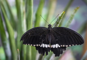 Black and White Butterfly Shallow Focus Photography Black and White Butterfly Shallow Focus Photography