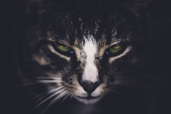 Black and White Cat Face Photo Black and White Cat Face Photo
