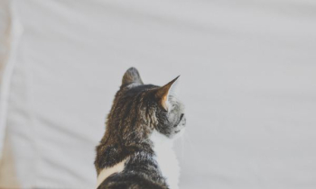 black and white cat near white textile black and white cat near white textile
