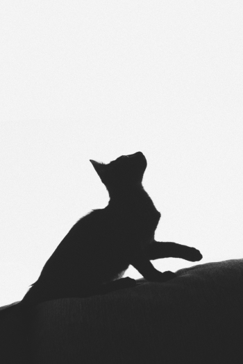 Black and White Cat Print Textile Black and White Cat Print Textile