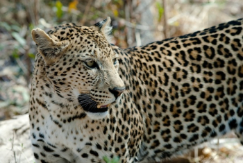 Black and White Cheetah Black and White Cheetah