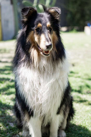 Black And White Dog Black And White Dog