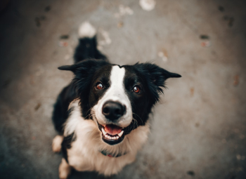 Black And White Dog Black And White Dog