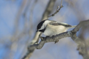 black and white feathered bird perching on tree black and white feathered bird perching on tree
