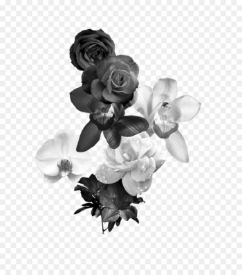 Black and white Flower Monochrome photography - Black and white roses 