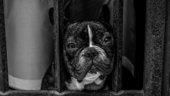 Black and White French Bulldog Black and White French Bulldog