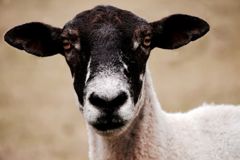 Black and White Goat Black and White Goat