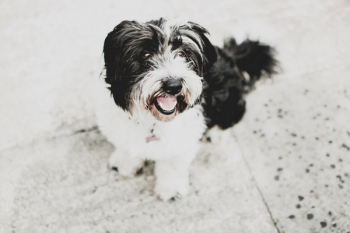 Black and White Havanese Dog Black and White Havanese Dog