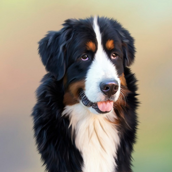 Black and White Long Coat Dog Black and White Long Coat Dog