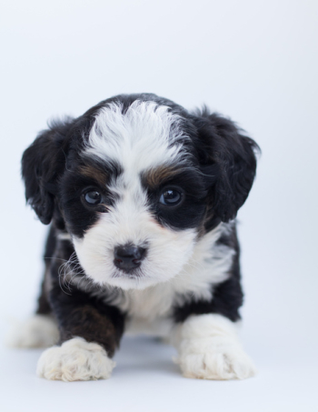 Black and White Maltese Puppy Black and White Maltese Puppy