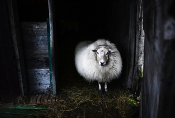Black And White Photo Of Sheep Black And White Photo Of Sheep