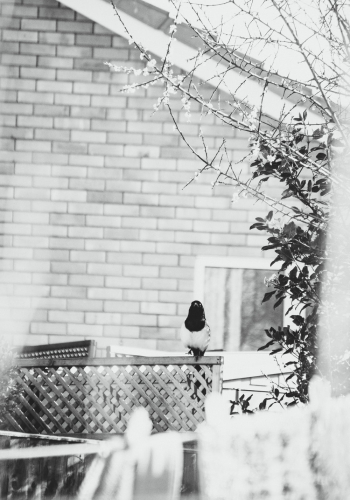 Black and White Photograph of Perching Bird Black and White Photograph of Perching Bird