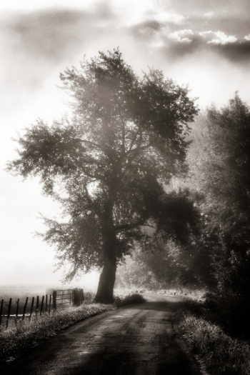 Black and White Photography of Tree Black and White Photography of Tree