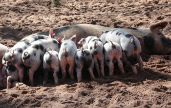Black and White Pig Feeding Her Piglets Black and White Pig Feeding Her Piglets