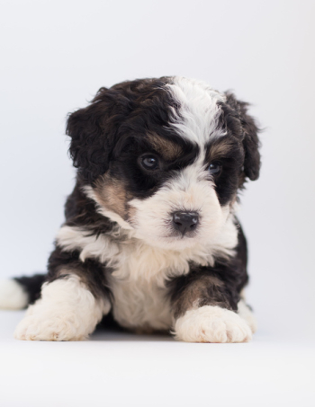 Black and White Poodle Puppy Black and White Poodle Puppy