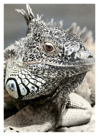 Black and White Reptile in Macro Photgraphy Black and White Reptile in Macro Photgraphy