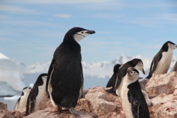 black and white rock penguins on gray rock black and white rock penguins on gray rock