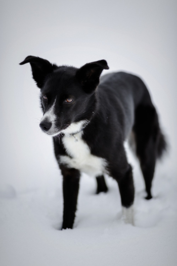 Black and White Short-coated Dog Black and White Short-coated Dog