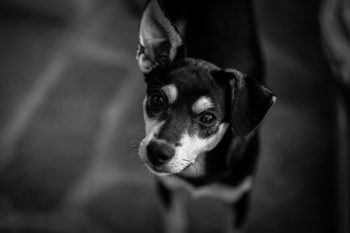 Black and White Short Coated Dog Black and White Short Coated Dog