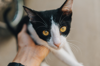 Black and White Tabby Cat Black and White Tabby Cat