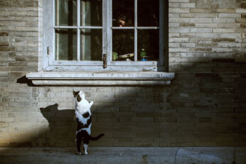 black and white trying to climb the window black and white trying to climb the window