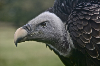 Black and White Vulture Black and White Vulture
