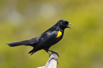 Black and Yellow Crow Black and Yellow Crow