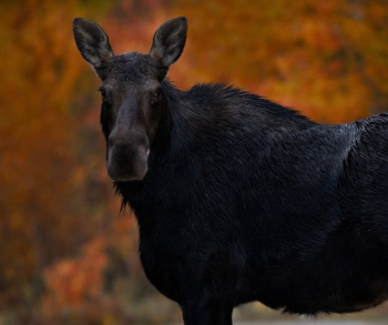 black animal black animal