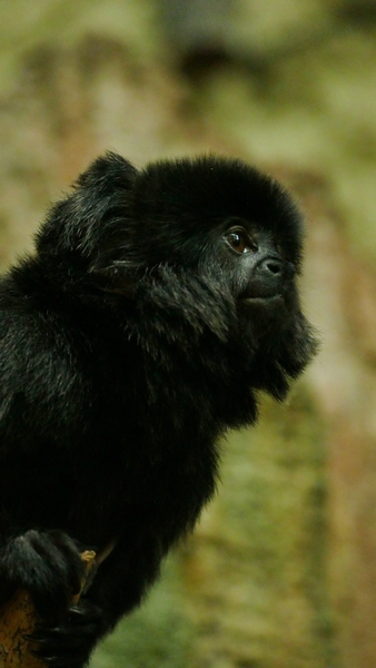 Black Animal Black Animal