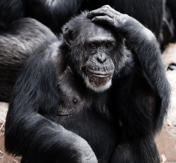 Black Ape Black Ape