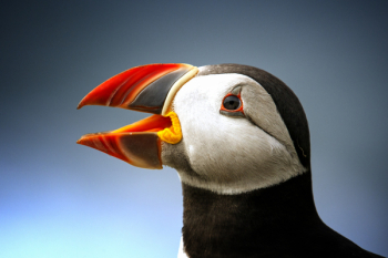 Black Atlantic Puffin Black Atlantic Puffin