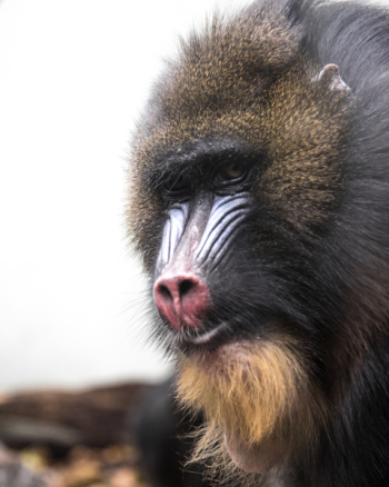 Black Baboon Black Baboon