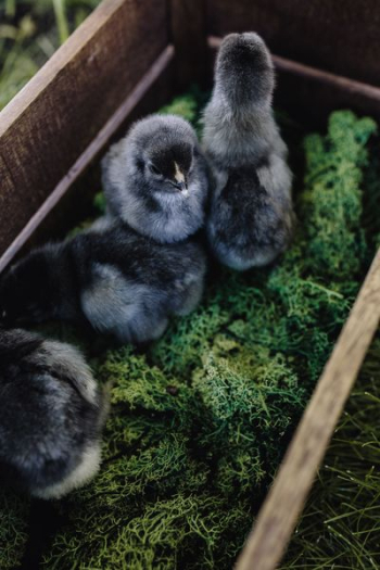 Black baby chicks Black baby chicks