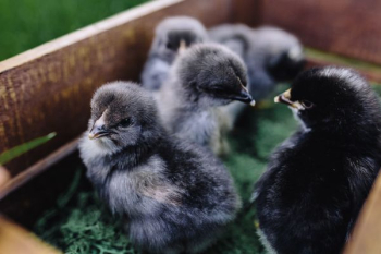 Black baby chicks Black baby chicks